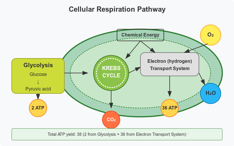 Diagram showing the process of cellular respiration, AP Biology