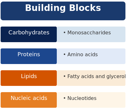 AP Biology study guide showing the four major biological building blocks: carbohydrates (monosaccharides), proteins (amino acids), lipids (fatty acids and glycerol), and nucleic acids (nucleotides).