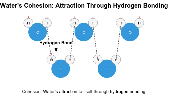 water molecule cohesion diagram. The current image shows water molecules with hydrogen bonding, AP biology study guide unit 1